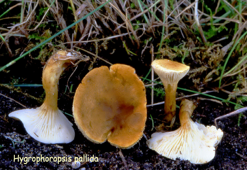 Hygrophoropsis pallida-amf796.jpg - Hygrophoropsis pallida ; Syn1: Hygrophoropsis aurantiaca var.pallida ; Syn2: (Cooke) Heykoop & Esteve-RaventÄs ; Nom français: Fausse girolle à chapeau pâle